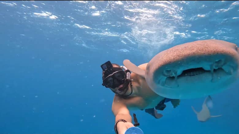 كاميرا ترصد لحظة "اختراق" مغامر لـ"عش" أسماك القرش بالمالديف