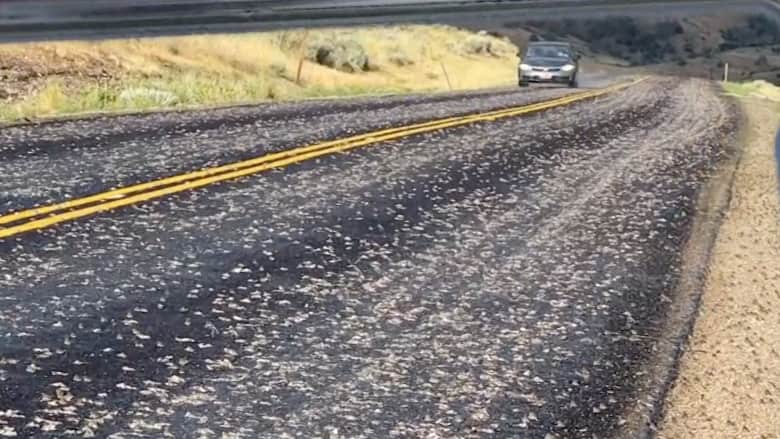 شاهد ماحدث عندما عبرت آلاف الضفادع من أمام سيارات مسرعة على طريق سريع في يوتا