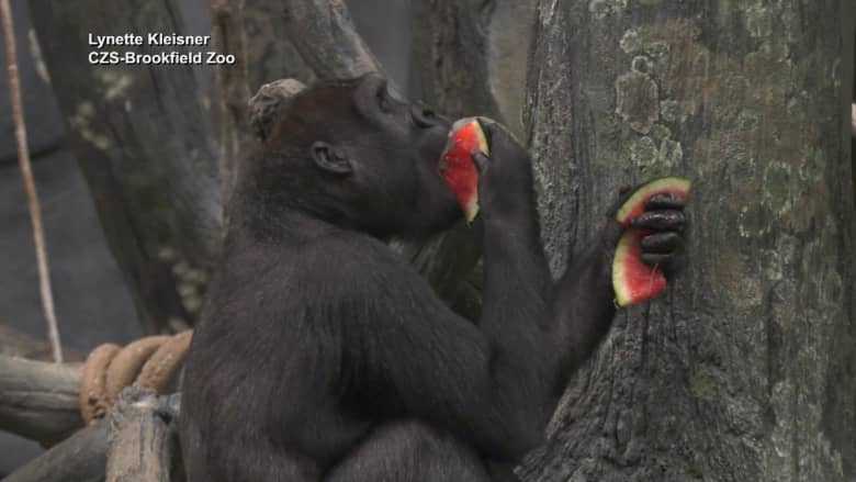 في يوم البطيخ الوطني.. شاهد كيف أنعشت هذه الفاكهة الحيوانات داخل حديقة للحيوان