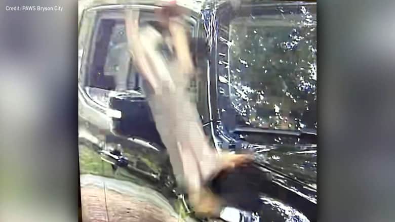 كاميرا ترصد رجلا يرمي كلبا من نافذة سيارته المسرعة بقسوة.. شاهد مصيره
