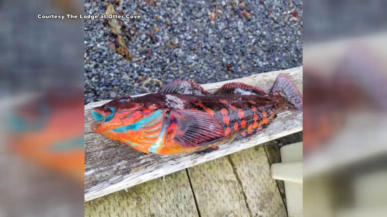 تبدو كمخلوق من كتاب “دكتور سوس“.. انظر إلى هذه السمكة الفريدة التي اصطادها صياد في ألاسكا