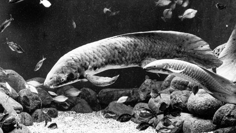 شاهد كيف تبدو أكبر سمكة معمرة بالعالم في حوض مائي.. لن تصدق كم عمرها