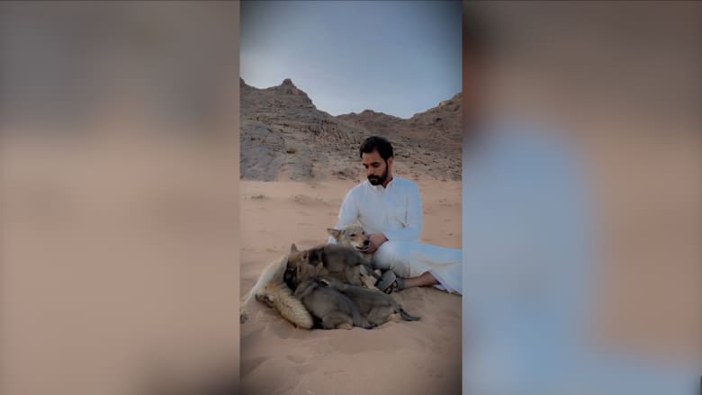 شاهد سعودي يُجالس وينام مع أحد أشرس الحيوانات بالعالم