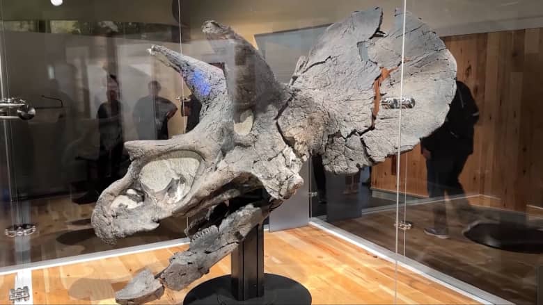 أكبر جمجمة لترايسيراتوبس تمّ تجميعها على الإطلاق.. تُعرض بمتحف في كندا
