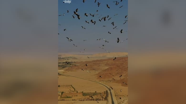 مشهد بديع في السعودية أدهش مستخدمي الإنترنت.. مصور يوثق سربًا ضخمًا من طيور اللقلق في سماء نيوم