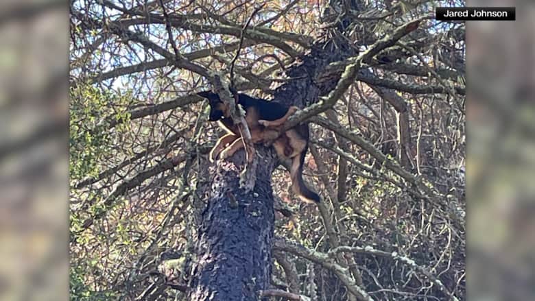 هل تتسلق الكلاب الأشجار؟ شاهد أين علقت كلبة مفقودة وكيف عُثر عليها