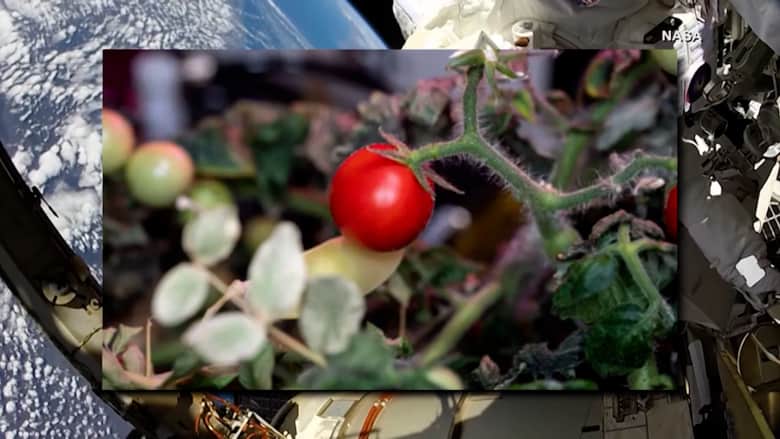 "ناسا" تعثر على طماطم مفقودة في الفضاء بعد 8 أشهر من يوم حصادها.. ما قصتها؟