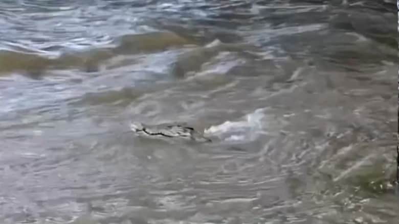 فيضانات تجرف حيوانًا مفترسًا بأستراليا.. والسلطات تحذر من التماسيح والثعابين