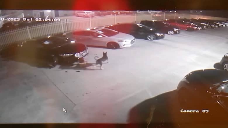 شاهد كلبان ضالان يهاجمان السيارات ليلًا.. كاميرا مراقبة صورت اللحظة