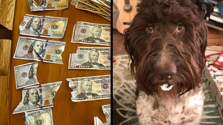 كلب يأكل 4 آلاف دولار.. شاهد رد فعل مالكه