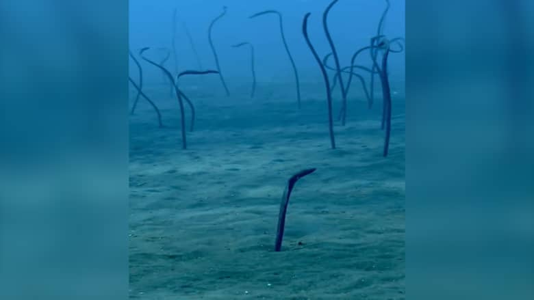 كائنات "خجولة" للغاية.. غواصة أسترالية ترصد مشهدًا عجيبًا من قاع البحر