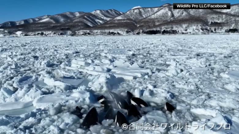 مشهد "فظيع".. فيديو يُظهر مجموعة حيتان قاتلة مُحاصرة بين جليد بحري باليابان