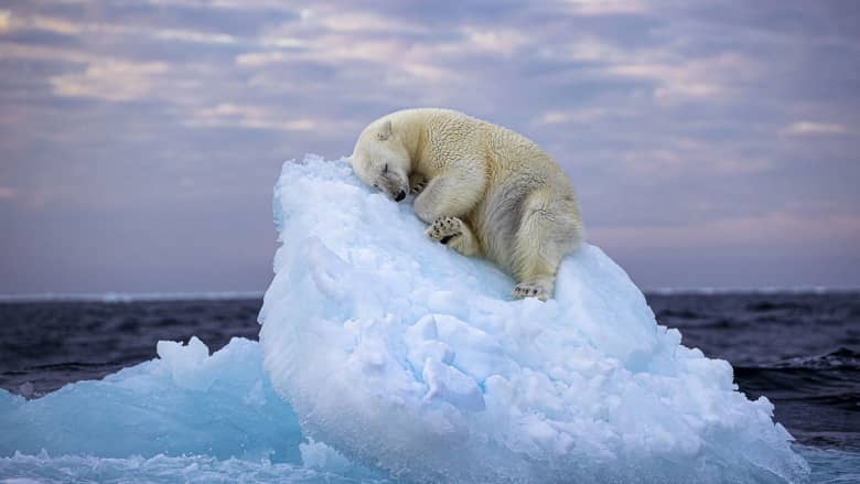 صورة دب قطبي يأخذ قيلولة على "سرير جليدي" تفوز بالمركز الأول في مسابقة "مصوّر الحياة البرية"
