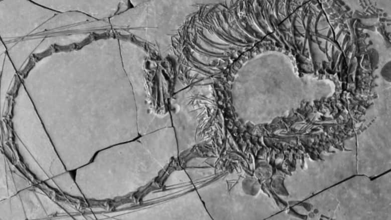 علماء يكتشفون حفرية تنين تعود لـ240 مليون عام