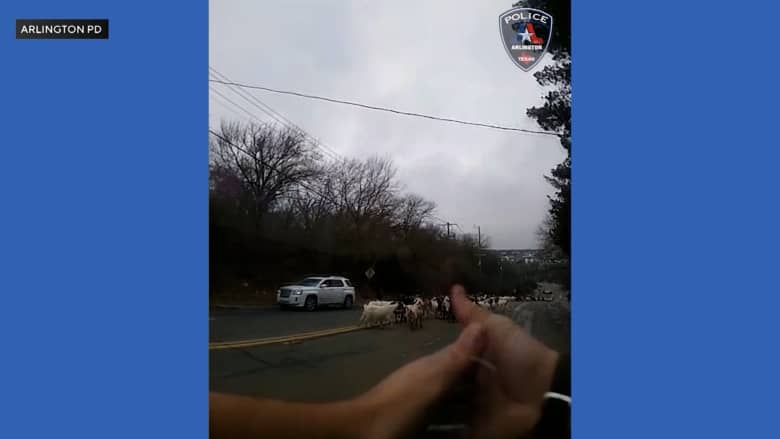تحول الضباط إلى رعاة.. كاميرا ترصد لحظات طريفة لشرطة تلاحق قطيعًا من الماعز