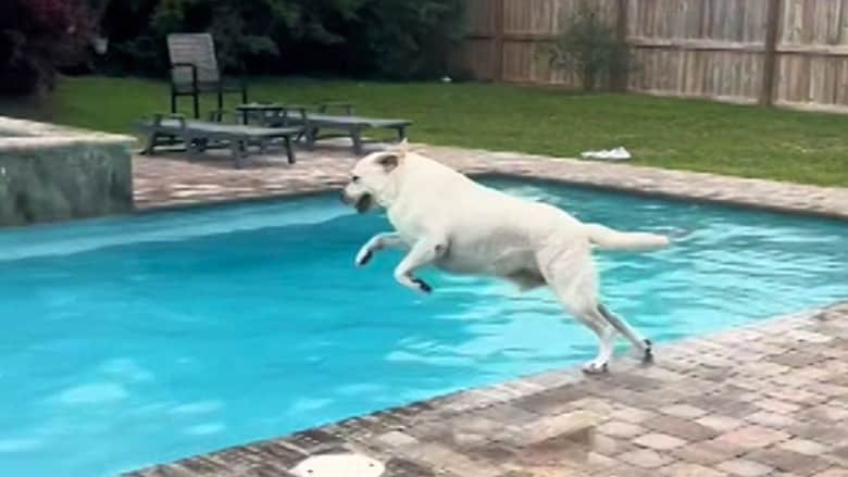 فيديو طريف.. شاهد ما يفعله هذا الكلب عندما يرى بركة السباحة
