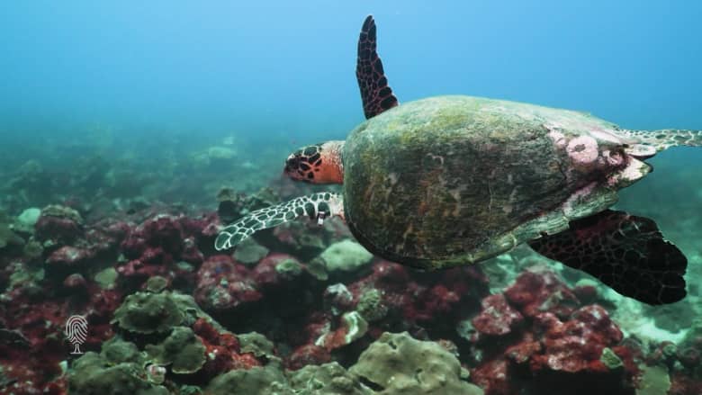 يأتي السياح من أنحاء العالم لرؤية هذه السلاحف البحرية.. لماذا؟