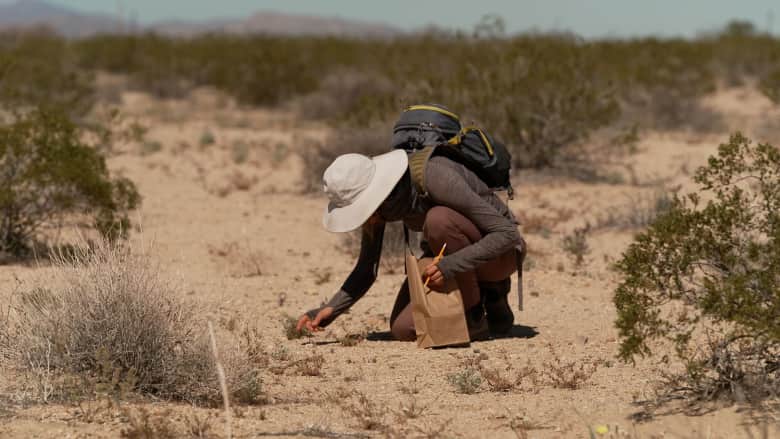 المظاهر خدّاعة.. علماء يبنون بنكًا للبذور من هذه الصحراء "القاحلة"