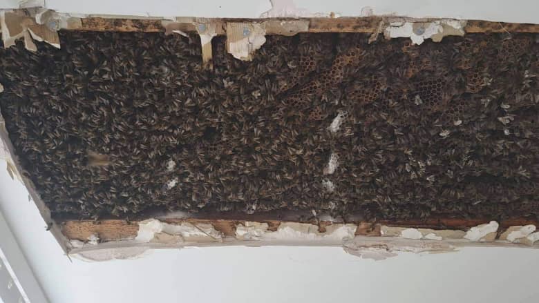 فيديو يظهر 180 ألف نحلة تعيش في سقف غرفة نوم رجل.. شاهد كيف اكتشفها