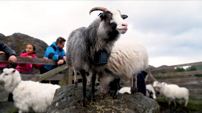 تعرف إلى مجتمع الأغنام القديم في النرويج