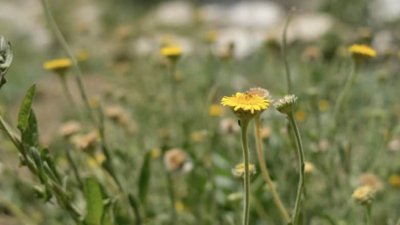 هكذا تنقذ مزرعة قطرية نبتة العرار الذهبية النادرة