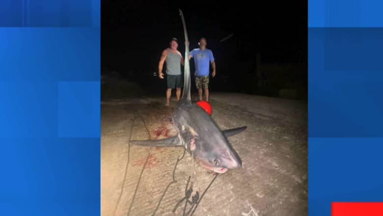 استخدم رمحًا لقتلها.. صياد يمسك قرش “الثريشر” بطول حوالي 5 أمتار