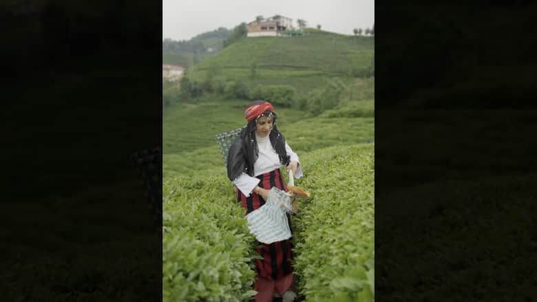 مزارع الشاي في تركيا