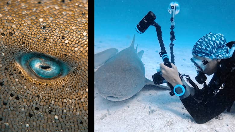 صور مقرّبة جدًا من عين سمكة قرش