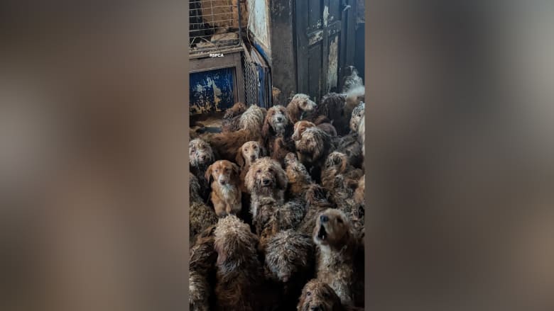 صورة لأكثر من 250 كلبا في غرفة واحدة تهزّ الإنترنت.. ما حقيقتها؟