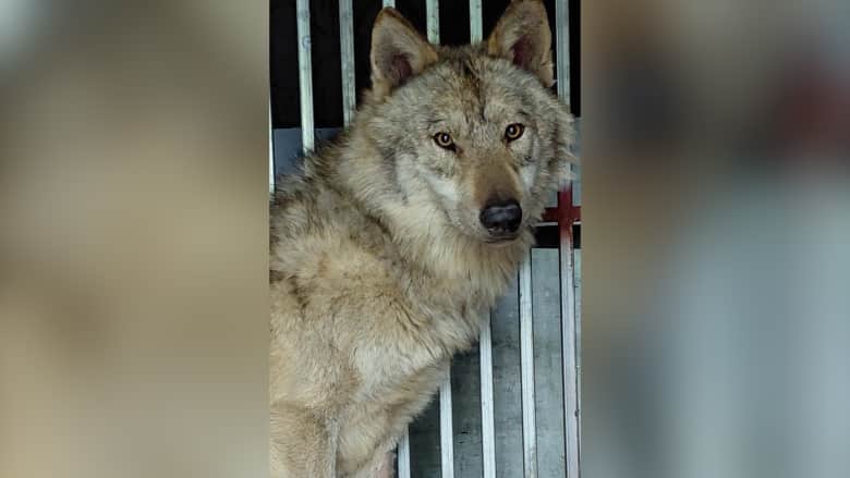 أثار الرعب في البداية.. شاهد كيف تمكن هذا الذئب من الهروب من حديقة حيوانات بكوريا الجنوبية