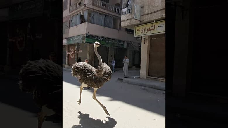 فيديو طريف لنعامة تركض بأحد شوارع مصر تحصد تفاعلاً واسعًا
