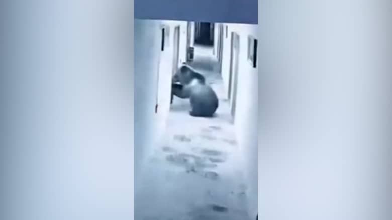استيقظ فوجده عنده.. دب يقتحم فندقًا فجرًا ويصل إلى غرفة أحد النزلاء