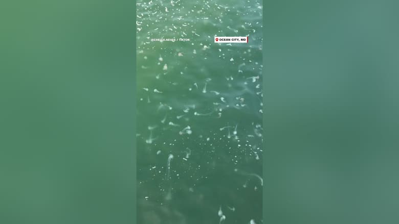 "لم أرَ شيئًا كهذا في حياتي".. أسراب من قناديل البحر تغزو أحد شواطئ ولاية ماريلاند