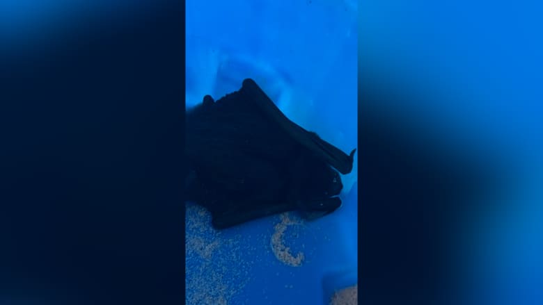 استيقظت لتجد خفاشاً يحاول الدخول إلى فمها.. طبيبة تروي لحظات مرعبة