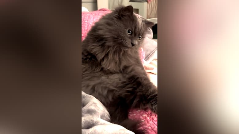 بعد 571 يومًا من اختفائه.. قط يعود إلى أصحابه بشكل غير متوقع