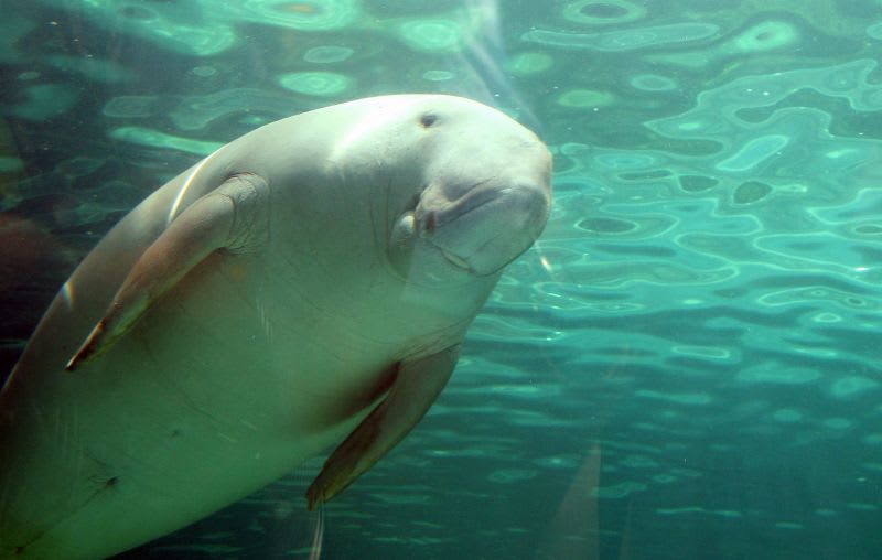 أبقار البحر بأبو ظبي: كائنات تحت الماء ألهمت حكايات حوريات البحر