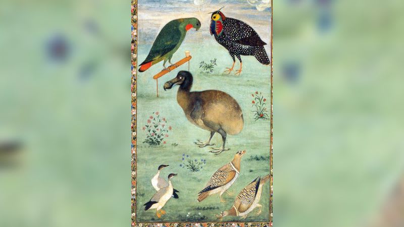 للحد من الانقراض.. علماء يخططون لإعادة إحياء طائر اختفت آثاره في القرن السابع عشر