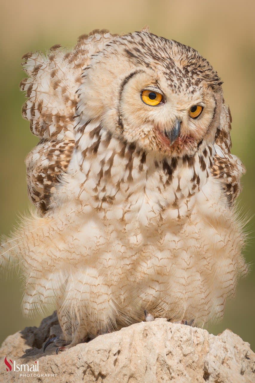  تبتسم و تغمز .. صور مرحة توثق جانبا غير متوقع لطيور البوم في السعودية