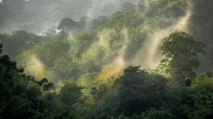 هل لديك الجرأة الكافية لخوض رحلة في أقدم الغابات الاستوائية بماليزيا؟