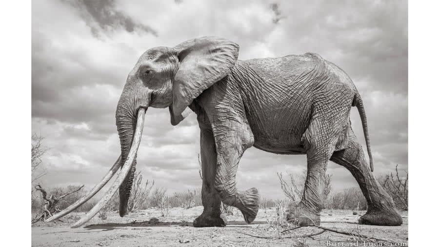 صور لا تصدق لـ "ملكة الفيل" النادرة في كينيا