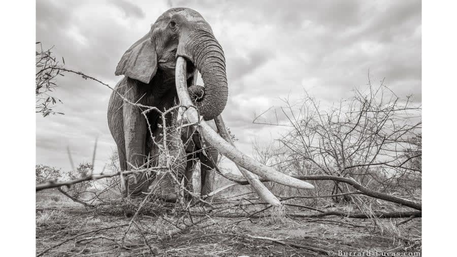 صور لا تصدق لـ "ملكة الفيل" النادرة في كينيا