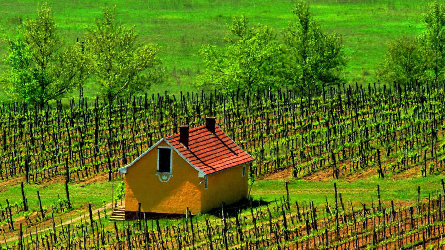 كيف أنتجت هنغاريا "أغلى نبيذ في العالم"؟ 