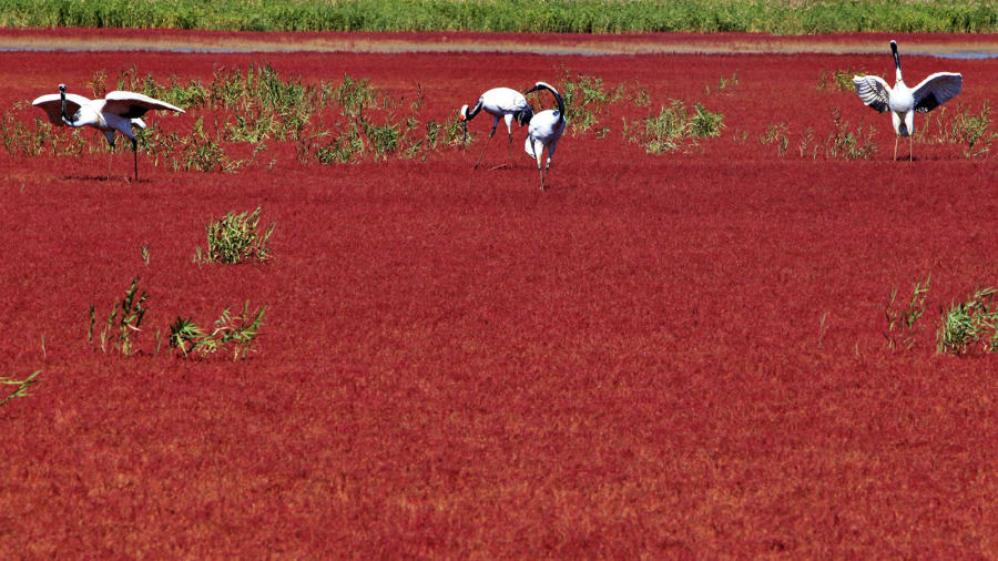 "الشاطئ الأحمر" في الصين..لوحة نادرة من المناظر الطبيعية القرمزية