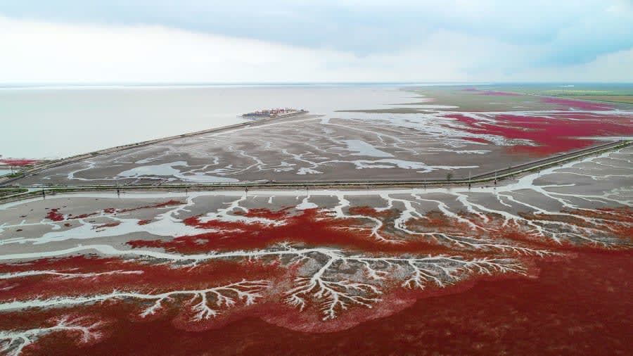 "الشاطئ الأحمر" في الصين..لوحة نادرة من المناظر الطبيعية القرمزية