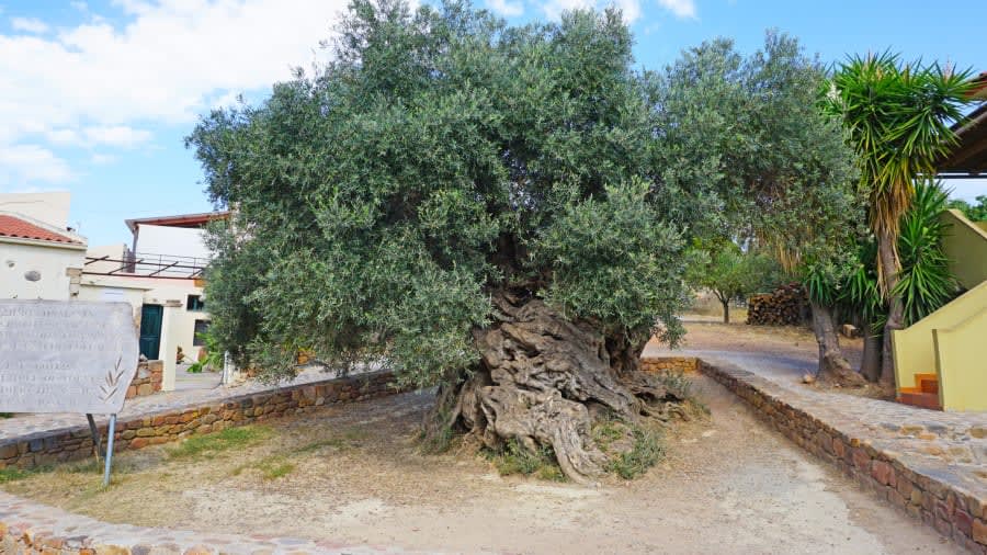 شجرة العمل: حوالي 2,500 سنة