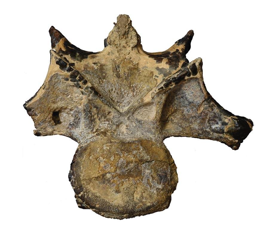 اكتشاف حفرية ديناصور مفترس عاش في مصر قبل 98 مليون عام