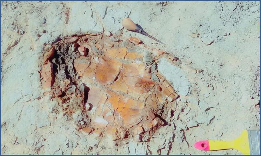 اكتشاف حفرية سلحفاة نهرية عمرها يتجاوز 70 مليون عاما بمصر