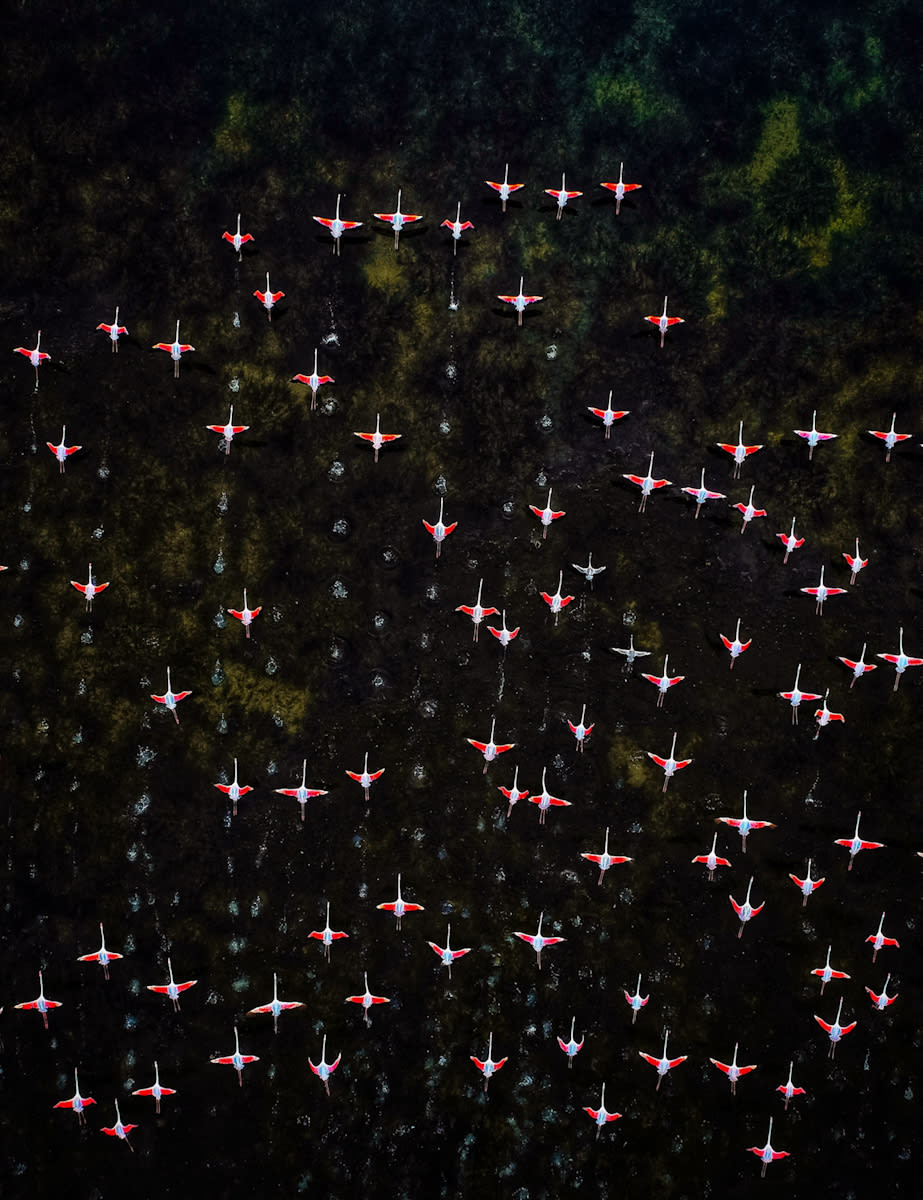مصور يوثق "جيشًا ورديًا" يخطف الأبصار في بحيرة هندية