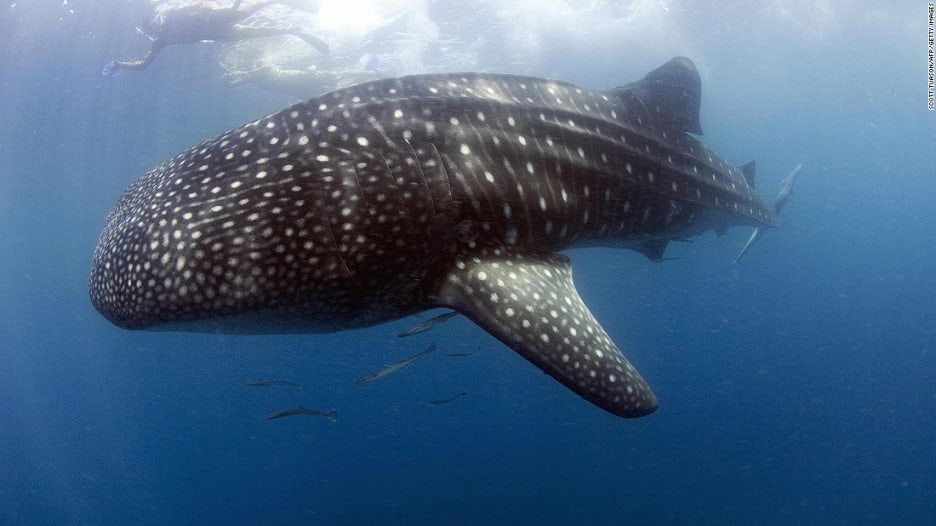 هكذا ستكون تجربتك بالسباحة مع أكبر حيوان على الأرض.. “القرش الحوت”