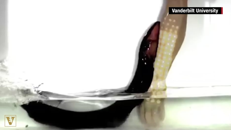 شاهد: علماء يكشفون سر الصعقة الكهربائية لثعبان البحر